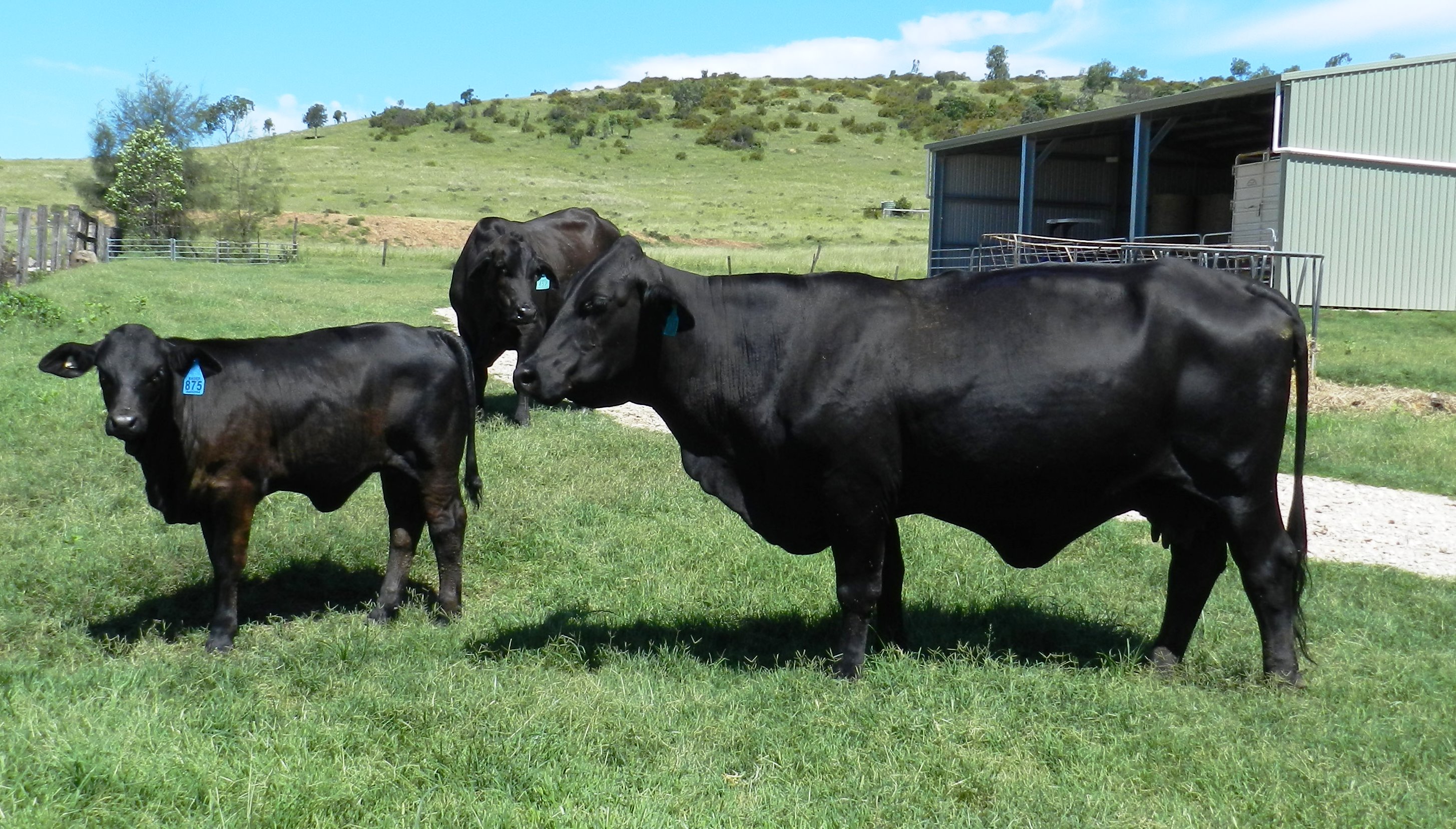 Elara Doris and calf Elara 875